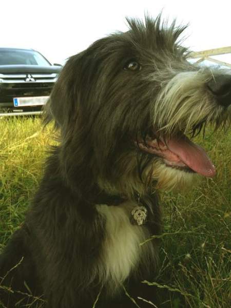 Custom personalised dog name Id tag bearded collie 