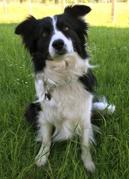 Custom personalised dog name Id tag border collie