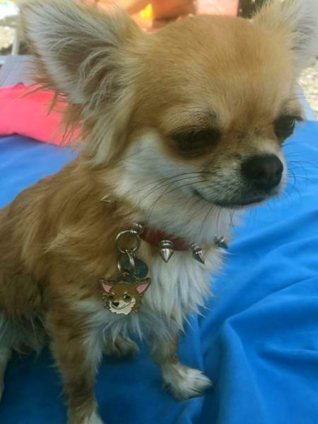 chihuahua cream
