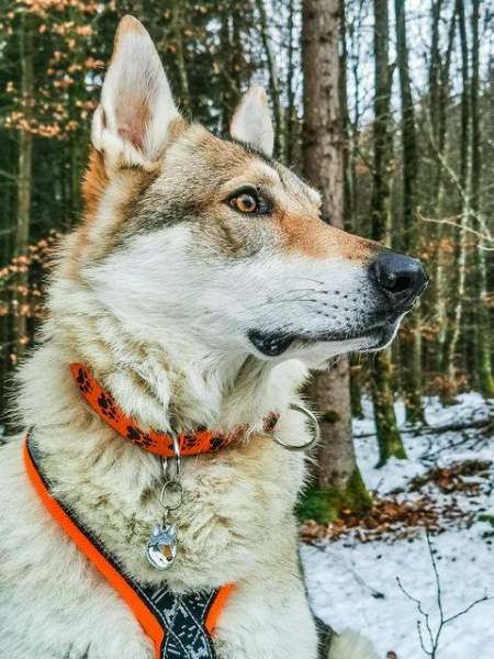 obesek za psa z gravuro, češkoslovaški volčjak