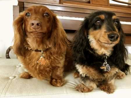 Hundemarke mit gravur als Anhänger für das Halsband, Langhaarig dachshund.