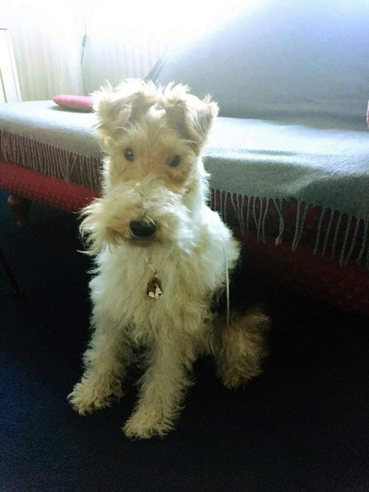 Foksterier Scotty z obeskom MjavHov.
