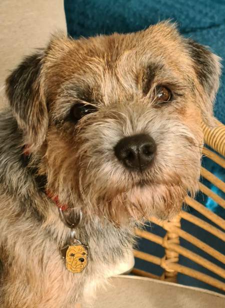 medaillee gravee, border terrier