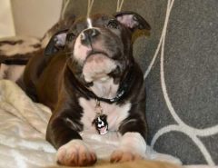 American staffordshire terrier Maxi s svojim novim obeskom z gravuro.