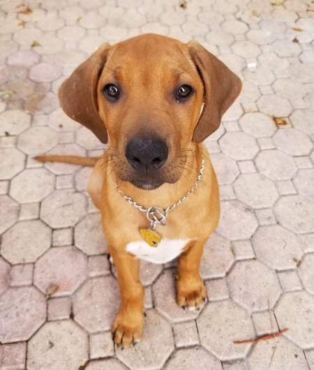 Simba with new name tag breed Rhodesian ridgeback.