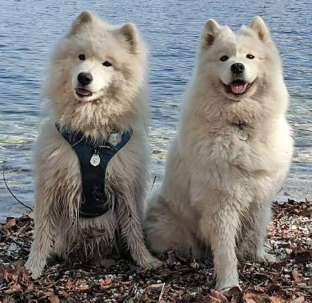 obesek samojed