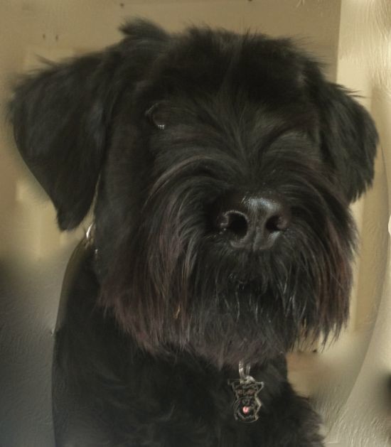 Obesek za psa z gravuro schnauzer